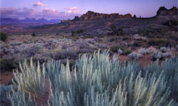 Desert Sage (Photo by Ken Lee)