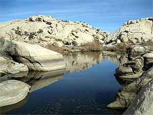 Joshua Tree, California (Photo by Bob Sheldon)