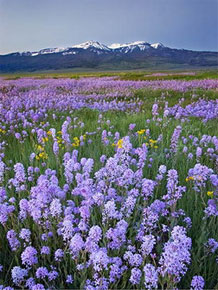Landscape in Lavender (Photo by Ken Lee)