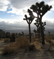 Joshua Tree, California (Photo by Bob Sheldon)